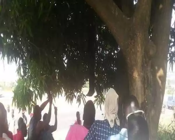 Man hangs self on mango tree in Anambra [PHOTOS]